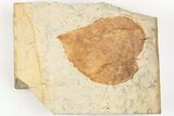 Fossil Leaf (Davidia) - Montana #203560-1